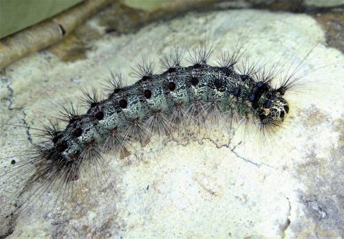Lymantria dispar